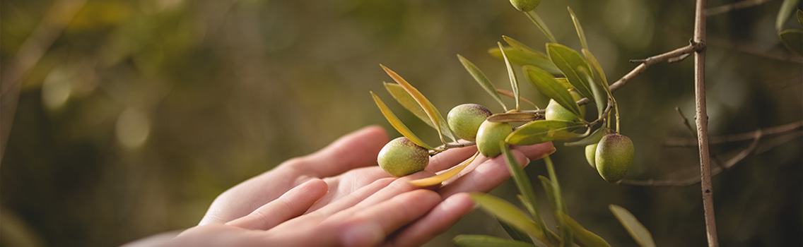 RACCOLTA - Olio evo Bisceglie